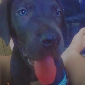 Meet your Posher, Autum